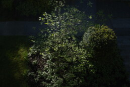 Hartriegel im Morgenlicht