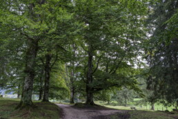 Wald mt Bank, Ramsau