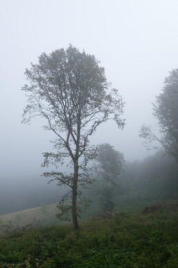 Nebel, Baum