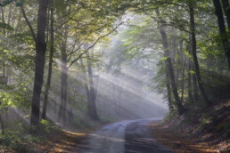 Sonnenstrahlen, Gelpetal