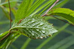 Tropfen, Blatt grün