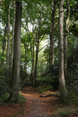 Waldweg, Rotthauser Bachtal