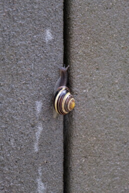 Schnecke senkrecht