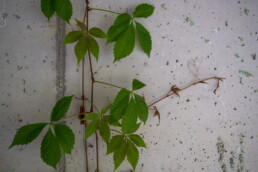 Blätter an Betonwand